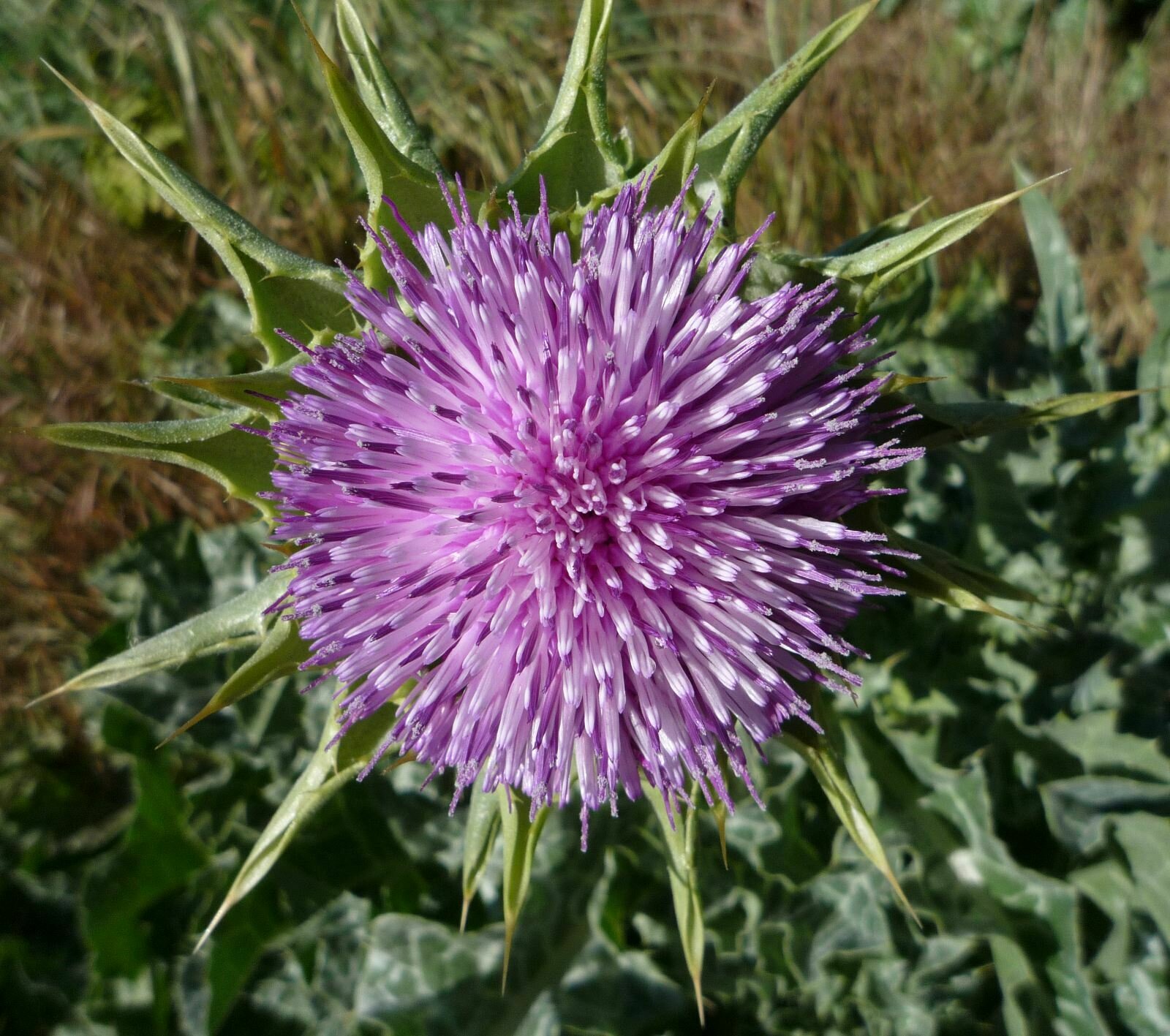 High Resolution Silybum marianum Flower